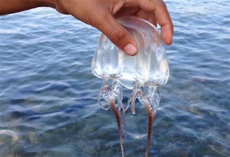Jellyfish Sting Kills Boy In Quezon Province Gma News Online
