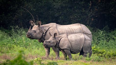 La Population De Rhinocéros En Hausse Au Népal Fondation 30 Millions