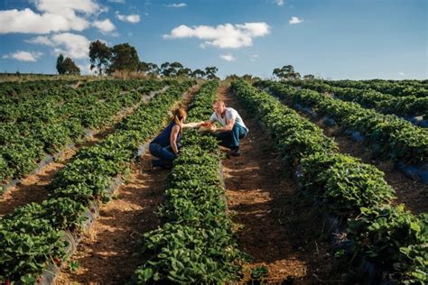 Farmer For A Day Summer Fruit Picking In Australia Tourism Australia