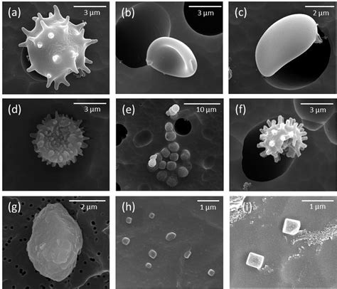 Scanning Electron Microscope Images Of The Exemplary Aerosol Particles