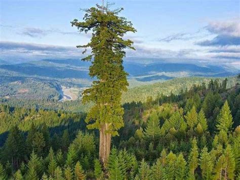 Jakie Jest Najwyższe Drzewo świata I Gdzie Się Znajduje Photo Ark