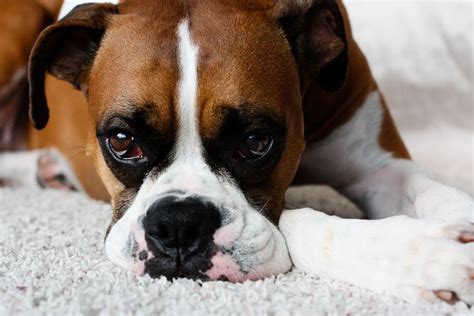The 5 Common Boxer Dog Eye Problems You Need To Know About