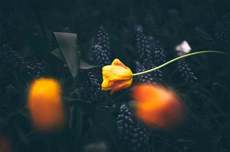 Yellow And Orange Tulips Against The Background Free Photo Rawpixel