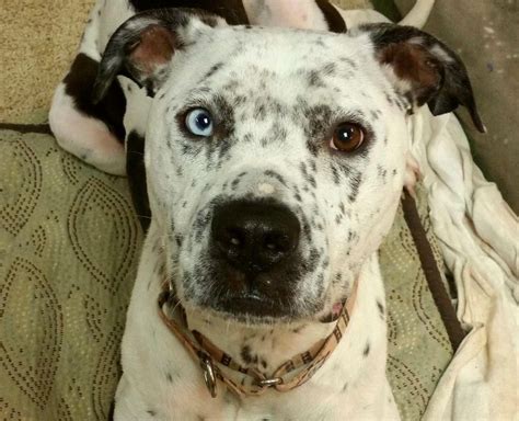 Dog For Adoption Frankie A Pit Bull Terrier And Dalmatian Mix In