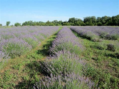 A Field Full Of Lavender Flowers With Trees In The Background