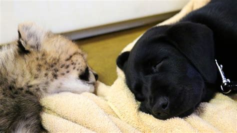 A bad example and something you should avoid doing is placing your labrador puppy on his back while holding the scruff area. Play day for cheetah cub Winspear and Labrador puppy Amani ...