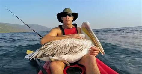 Pelican Is Abandoned By His Flock Now Watch When A Human Takes Him In