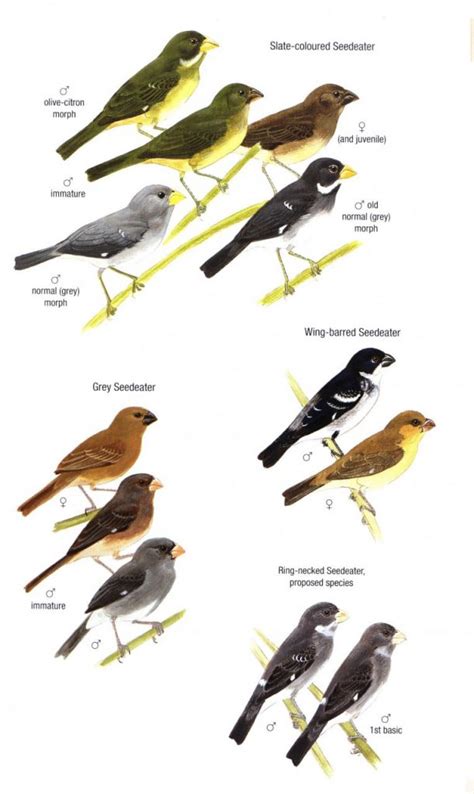 Birds Of Trinidad And Tobago Third Edition Helm Field Guide Nokomis