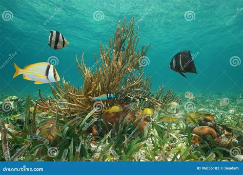 Underwater Marine Life Fish Caribbean Sea Cuba Stock Photo Image Of