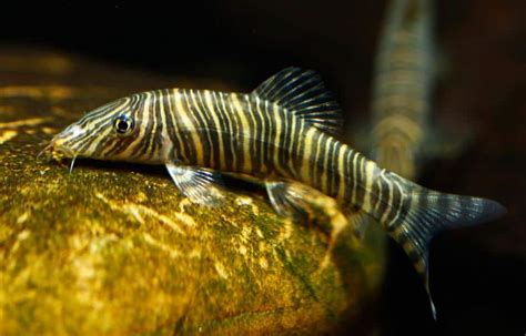 A Deeper Look In To Loach Fish Species Tropical Fish Site