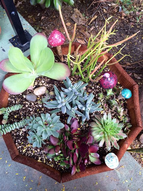 Having Fun With Succulents Hard To Kill Succulents Plants Decor