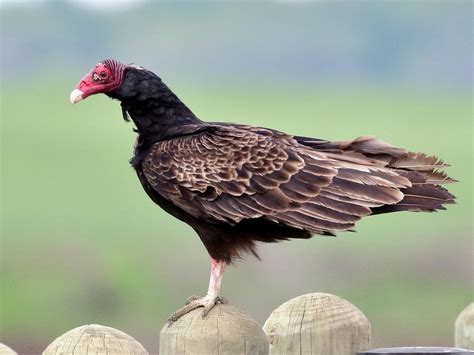 Turkey Vulture Animals Wiki Fandom