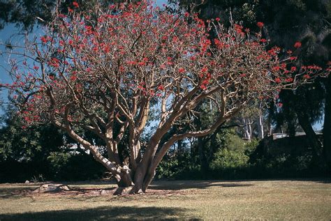 Erythrina Coralloides Alchetron The Free Social Encyclopedia