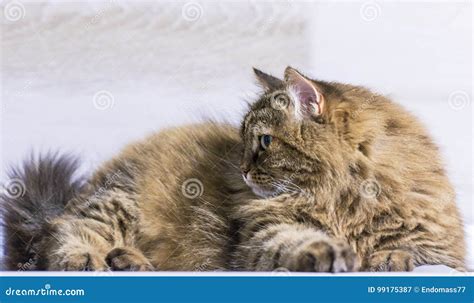 Tender Brown Tabby Female Siberian Cat Lying In The House Stock Image Image Of Adorable Brown