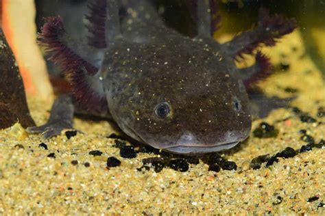 Blue Axolotl A Beginners Guide With Pics Cost To Buy And Care Info