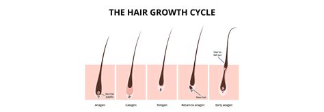 Details Can Fallen Hair Grow Back In Eteachers