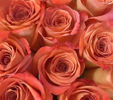Roses Photograph Bouquet Of Peach Roses By Maria Keady Peach Roses