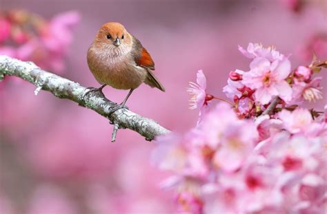 Animals Nature Birds Flowers Depth Of Field Pink Flowers