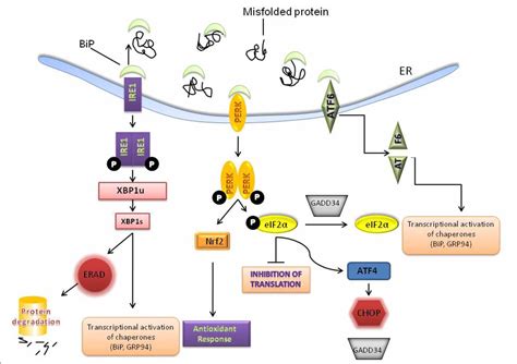 Figure 1 From The Endoplasmic Reticulum Stress Response In Aging And
