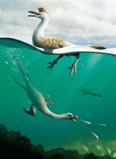 Cretaceous Bird Like Dinosaur Had Adaptations For Swimming And Diving