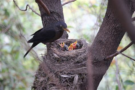 350 Birds Nest Pictures Hd Download Free Images On Unsplash