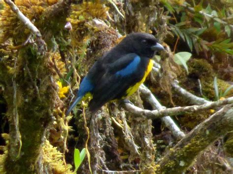 There are 12662 black and gold bird for sale on etsy, and they cost $34.67 on average. Birds of The World: Tanagers and Allies (Thraupidae)