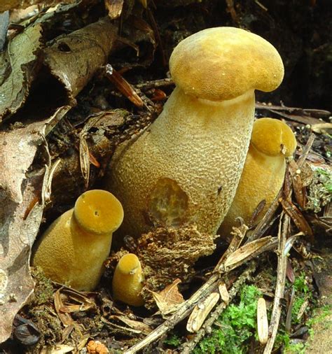 Paxillus Atrotomentosus Stuffed Mushrooms Fungi Mushroom Fungi