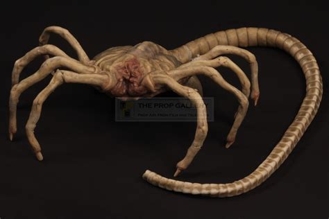 Do you like this video? The Prop Gallery | Facehugger