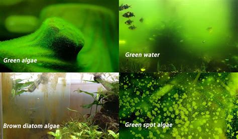 Common Algae In Freshwater Aquarium Hygger