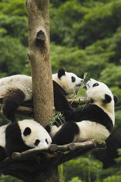 Play The Giant Panda Playing Stock Photo Free Download