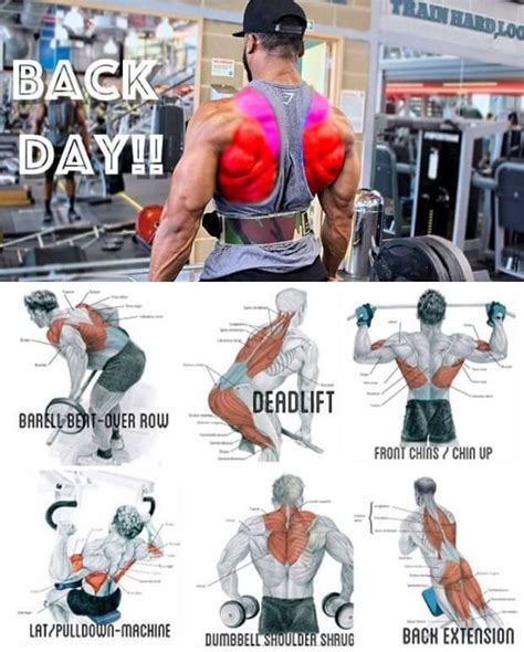 Build Thick And Wide Back With This Workout Program