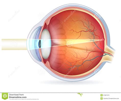 Human Eye Cross Section Normal Vision Stock Photo Image 37857570