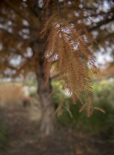 Fading Needles Even The Evergreens Are Going Through Their Flickr