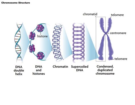 Labeled Diagram Of A Chromosome