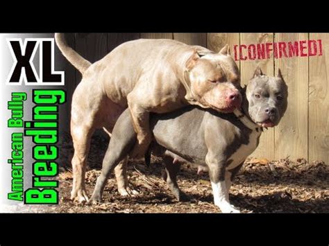 The american bully falls in the same class with pitbull. XL American Bully Breeding - How Clean Bullys Are Produ ...