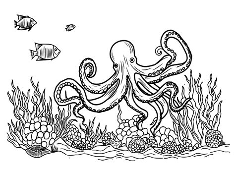 Realistic Octopus Coloring Page