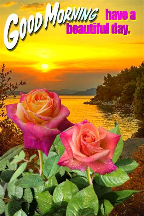 Two Pink Roses Sitting Next To Each Other In Front Of A Sunset With The Words Good Morning Have