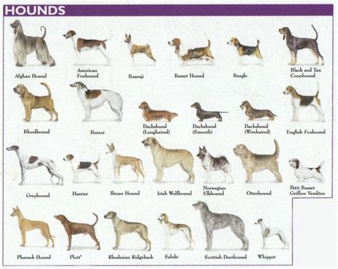 The 7 Dog Breed Groups Explained Hound Dog Breeds Dog Breeds Hound Dog