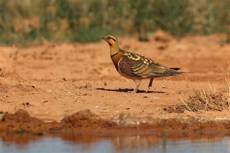 Premium Photo Pin Tailed Sandgrouse Male Drinking In A Steppe Of