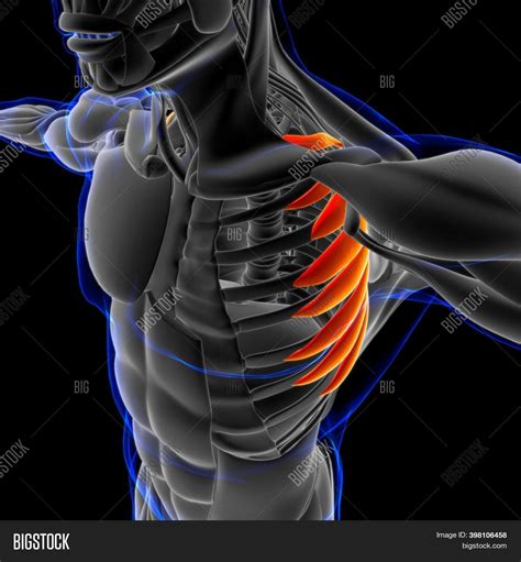 Serratus Anterior Image And Photo Free Trial Bigstock