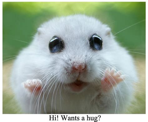 Latest Funny Pictures Funny Hamster Wallpapers