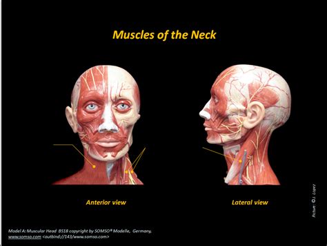 Neck Anterior And Lateral Diagram Quizlet
