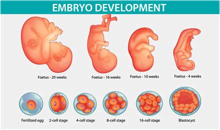 Embryo Development Stages Of Pregnancy Fetal Development Byjus