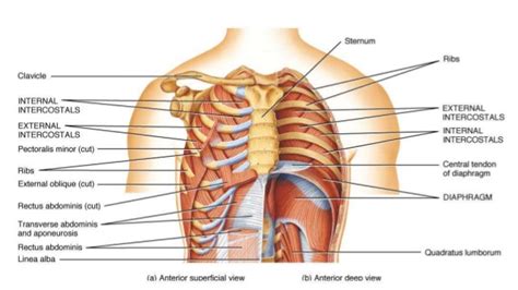 Central compartment (mediastinum),… thoracic cage (rib cage). Topographical Anatomy of the Thorax