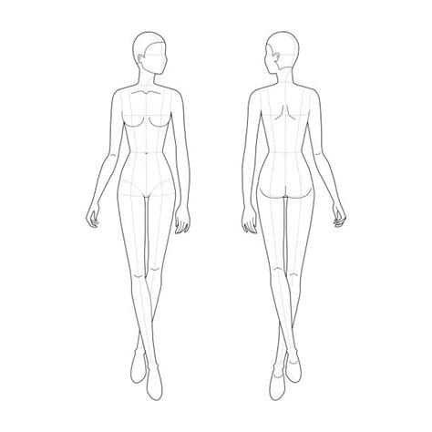 Female Anatomy For Artist Illustrations Royalty Free Vector Graphics