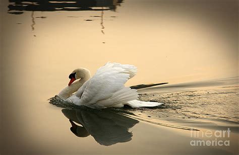 The Ugly Duckling Photograph By Eena Bo Pixels
