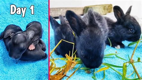 Cute Baby Rabbits Growing Up Three Baby Animals Growth Period Youtube