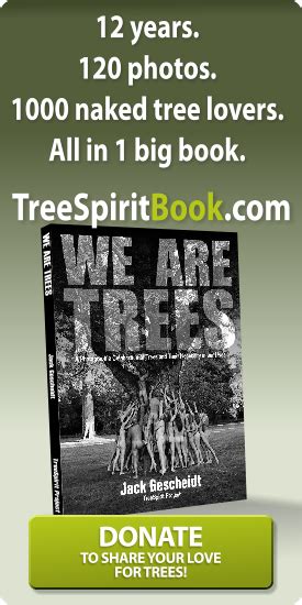 Giant Sequoias Experience Retreats TreeSpirit Project