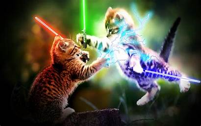 Jedi Kittens Cats Wallpapers Animal Lightsabers Animals