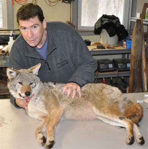 Urban Coyotes 100 Monogamous Says New Study From Ohio State